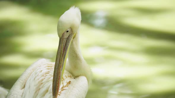 Pelican on the Lake. Close-up.