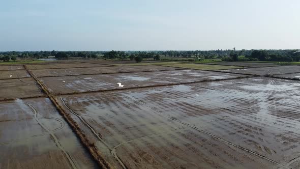 Birds Flying Over Wet Fields In Battambang, Cambodia On A Sunset - high angle shot