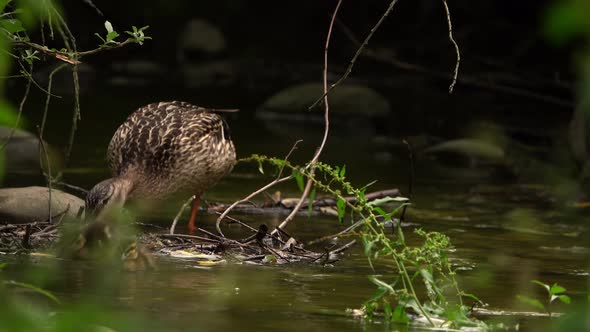 Duck Family On Creek