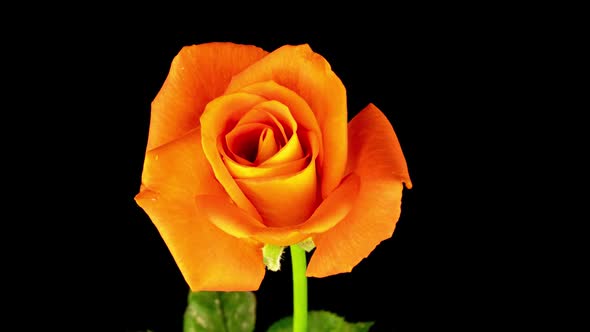 Beautiful Opening Yellow Orange Rose on Black Background