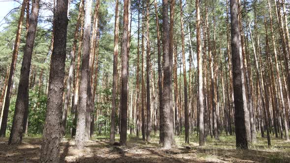 Landscape Inside the Forest with Pine Trees