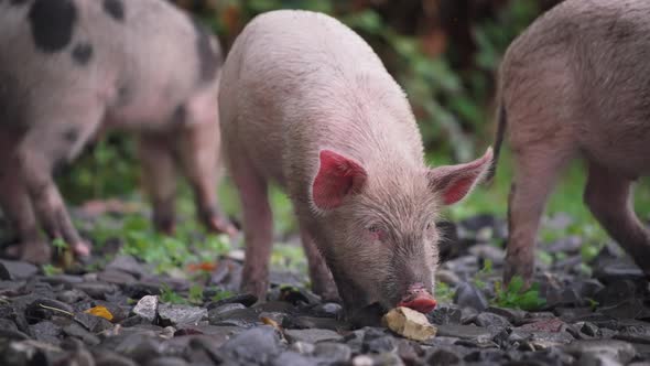 Three piglets eating food