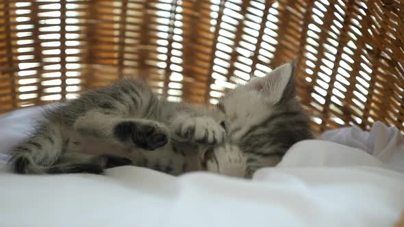 Cute Tabby Kitten Sleeping  In A Basket Bed Slow Motion