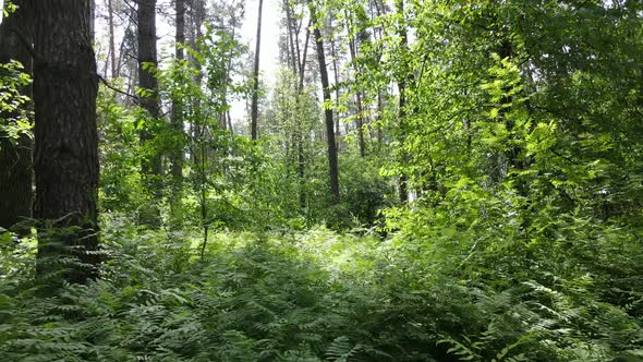 Beautiful Green Forest on a Summer Day Slow Motion