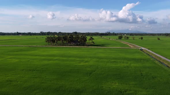 Aerial fly toward coconut plantation in paddy field