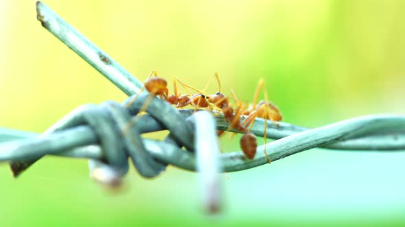 Ants were kissing on the wire