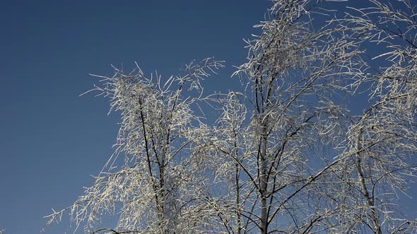 Beautiful Frozen Winter Forest