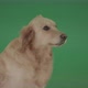 Golden Retriever  Dog Head Isolated On Green Screen 4 K Video Footage - VideoHive Item for Sale
