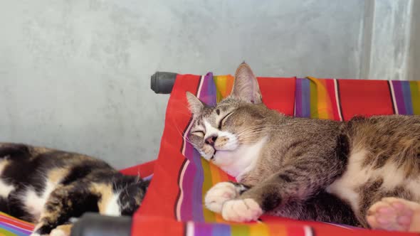 Slow motion shot of two sleeping shelter cats