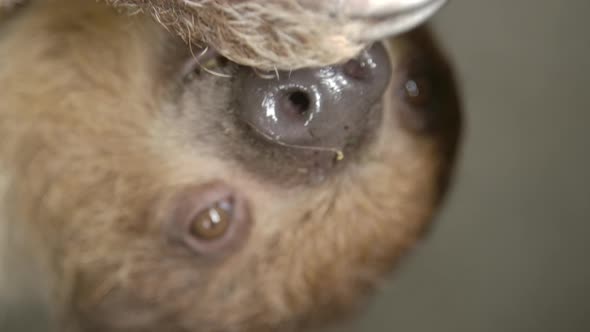 A two toed sloth hanging in a tree close to the camera slow motion cinematic