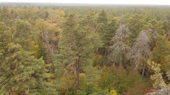 Trees in the Forest on an Autumn Day