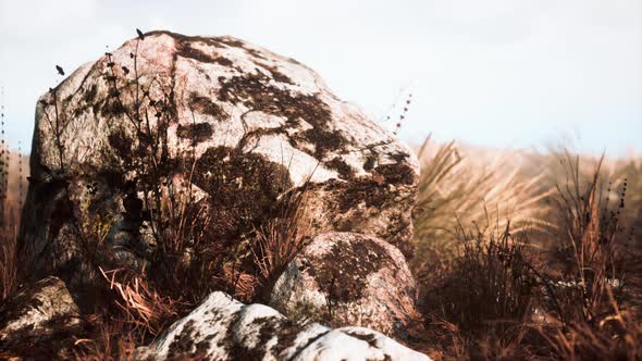 Dry Grass and Rocks Landscape