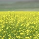 Yellow Blooming Canola Flower Field - VideoHive Item for Sale
