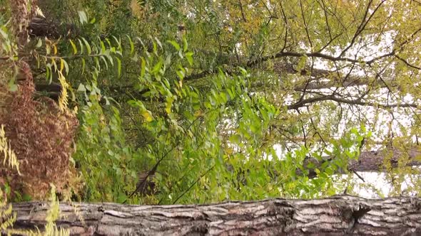 Vertical Video of an Autumn Forest During the Day in Ukraine