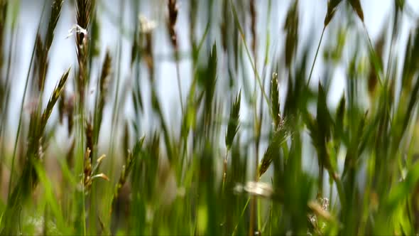 Shore Grass 02