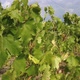 Vineyards Grapevine in Tuscany - VideoHive Item for Sale