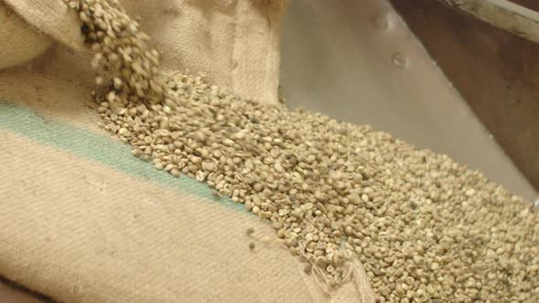 Static Shot of Raw Coffee Beans Spilling Out of Bag