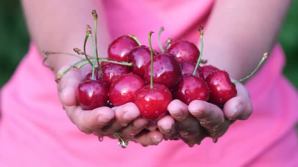 Red Cherries in the Hands of a Woman