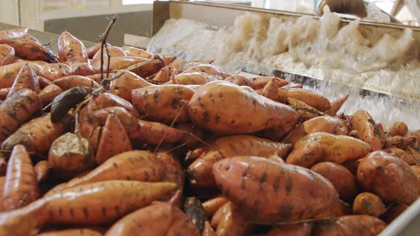 Washing and sorting of sweet potatoes in an agricultural packing facility