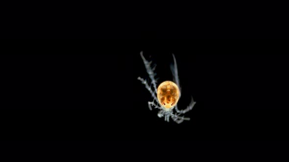 Water mite Hydrachnidia, of the family Limnesiidae under a microscope, possibly Limnesia sp