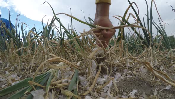 Closeup of a farmer harvesting ripe onions on a farm