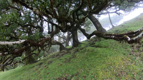 Unique Fanal laurisilva forest on Madeira island, Portugal