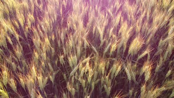 Spikelets of barley sparkle in the evening sun, the glow of the evening sun in the lens chamber.