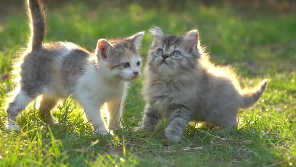 Cute Persian Kittens Walking In The Park Under Sunlight