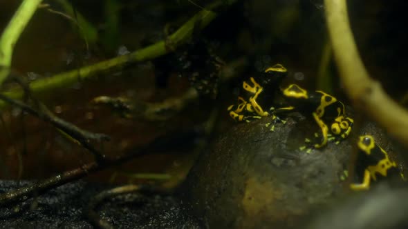 Poisonous yellow frog in rainforest