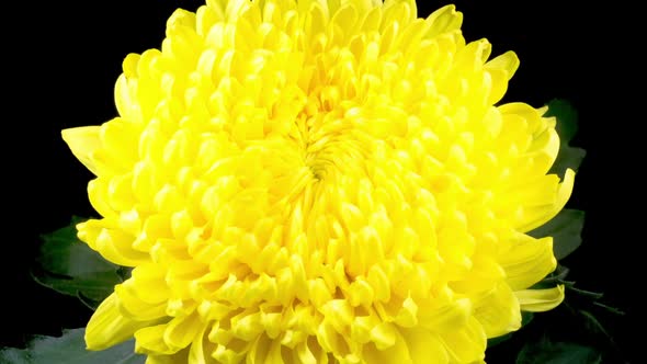 Beautiful Yellow Chrysanthemum Flower Opening