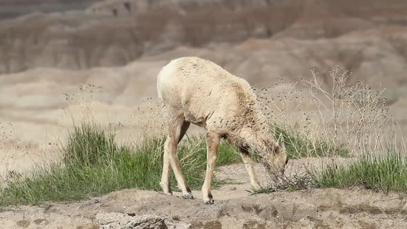 Bighorn Sheep Ewe - Feeding - Badlands National Park - South Dakota