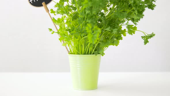 Green Parsley Herb with Name Plate in Pot on Table 13