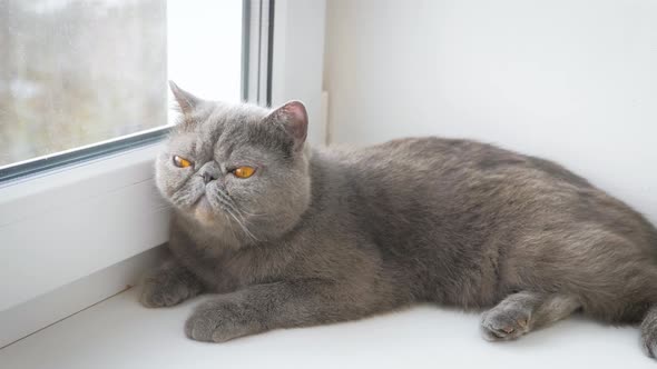 Gray Proud Cat Lying on Window Sill