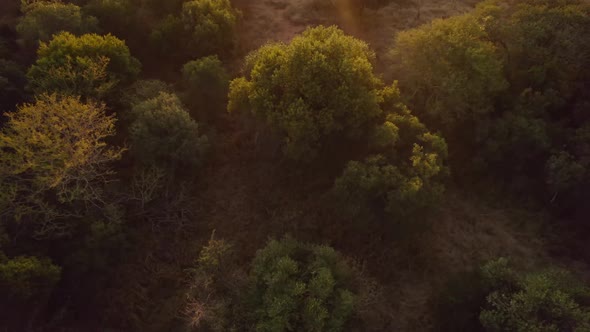 Aerial drone view of bush vegetation in iconic African sunrise scenery. Gimbal up