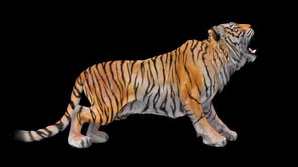 Tiger Idle 5