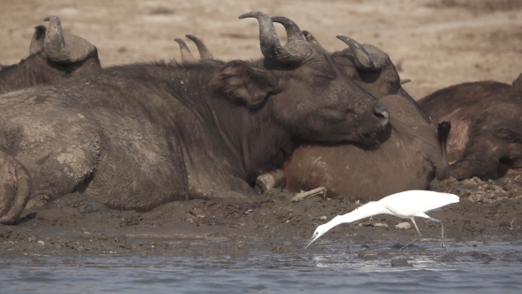 White Heron Fishing Near Buffalos in