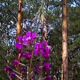 Pink Flowers Near the Pine Forest - VideoHive Item for Sale