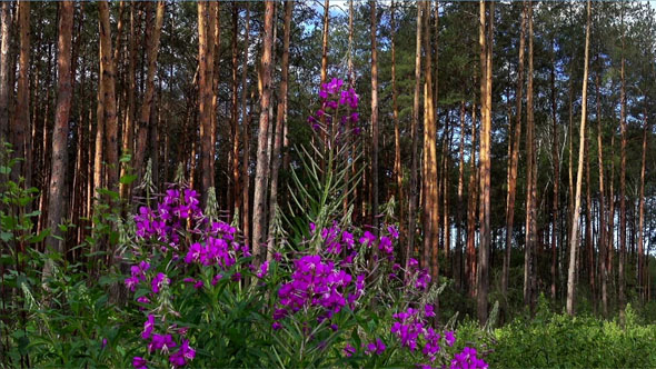 Pink Flowers Near the Pine Forest