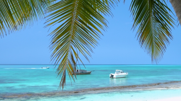 Yachts and Speedboats Shipping at the Sea. View From Maldives Island Through Coconut Palm Tree