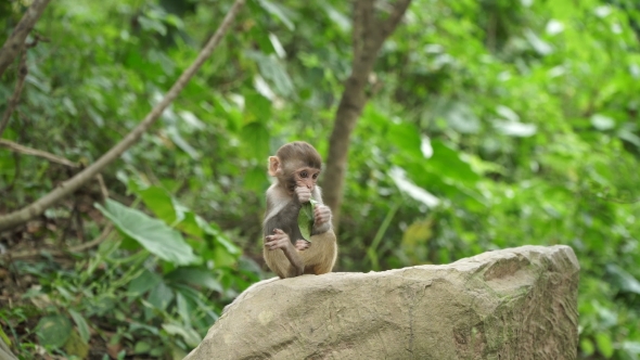 Monkey Cub Eats Green Leaf
