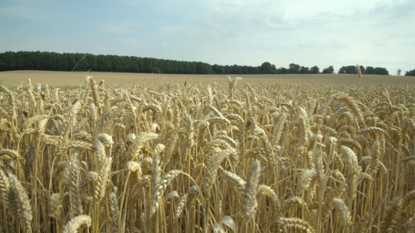 Wheat Field