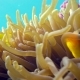 Clown Fish in Anemone Close, Red Sea. Egypt - VideoHive Item for Sale