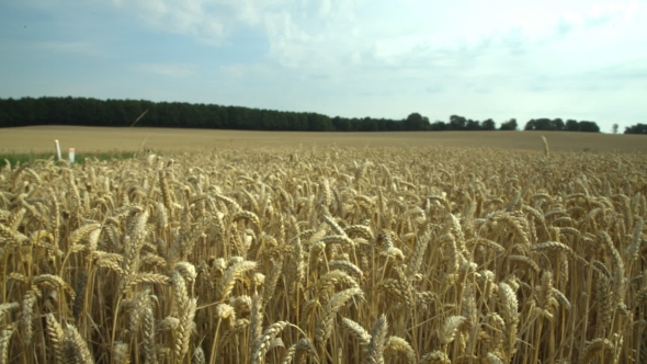 Wheat in Field