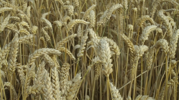 Crop of Wheat