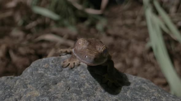 Newborn crested gecko on a rock - baby lizard