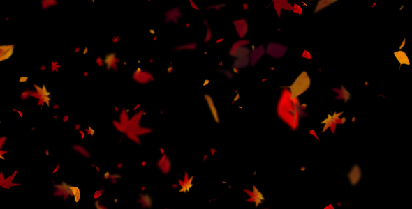 3 Autumn Leaves 4K Pack