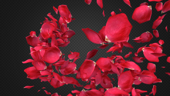 Rose Petal Transitions Pack alt