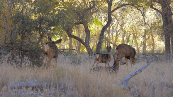 Herd of Deer with Fawns Graze and Rest in Shade of Trees Grove in Zion Park