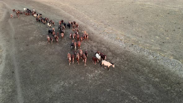 Wild Horses Running. Herd of Horses, Mustangs Running on Steppes To River.  Hdr Slow Motion