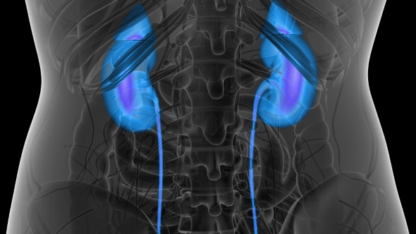 Anatomy Scan of Human Kidneys alt